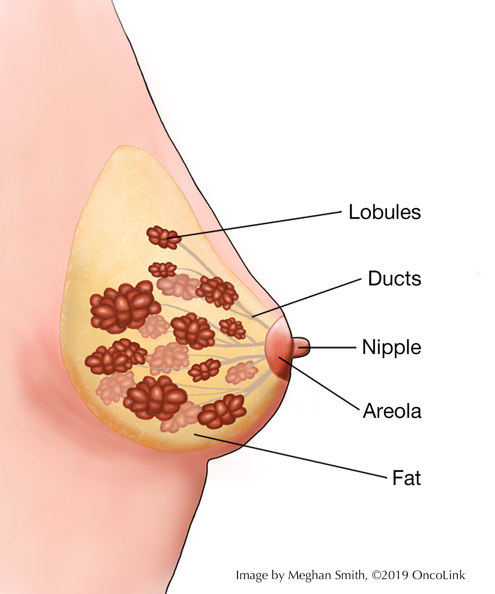 BREAST CANCER AWARENESS: KNOWLEDGE,EARLY DETECTION,AND HOPE. 1 image 1