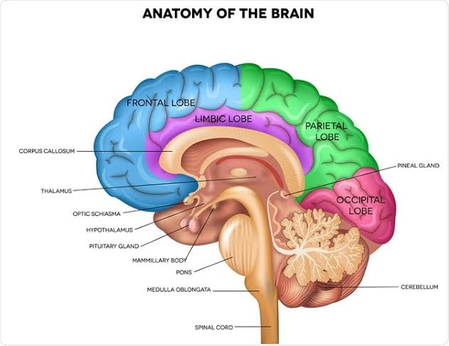 How Lack of Sleep Affects Your Body and Brain 4 image 13