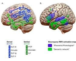 The Crucial Role of Sleep in Brain Function and Metabolism: Why Quality Sleep Is Essential for Your Health 3 17853527043062558740674914573181