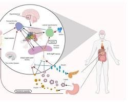 The Crucial Role of Sleep in Brain Function and Metabolism: Why Quality Sleep Is Essential for Your Health 4 17853527755242715193453593365108